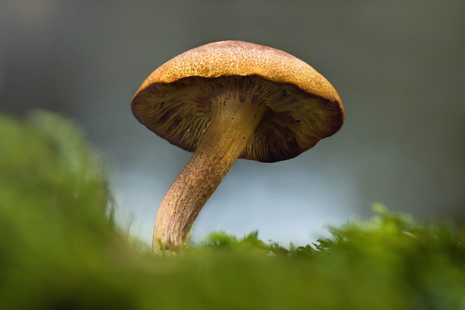mushroom-g6779be923_1920.jpg